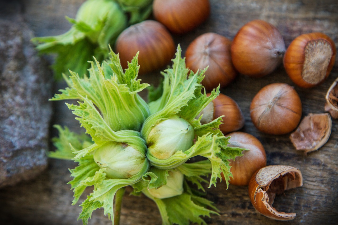 hazelnut, board, seed-4493971.jpg